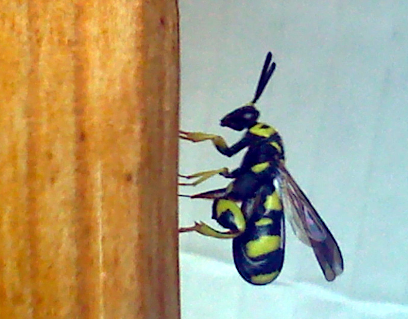 Osmia sp-Apidae e Ancistrocerus sp.-Vespidae in condominio